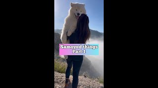 Things you should know before getting a Samoyed #dog #shorts #learn