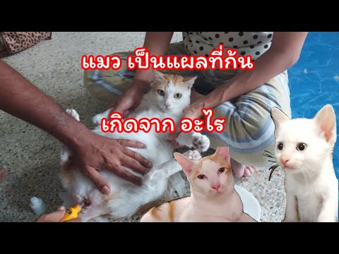 แมว เป็นแผล ที่ก้น เกิดจากอะไร (พี่อ้วน) #แมว #แมวเป็นแผล