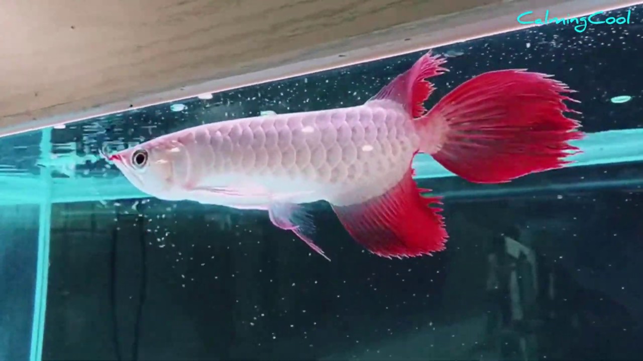 Fiery Tail Arowana  Fish  Super Amazing Beautiful 