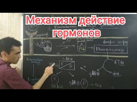 Физиология гормонов. Механизм действия гормонов ( физиологический и биохимический)