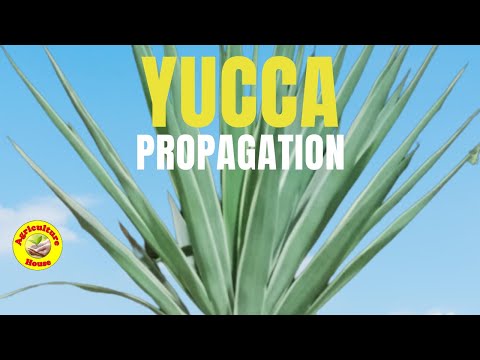 Video: Yucca Filamentous (26 Photos): Planting And Care In The Open Field, Especially Growing At Home. How To Do Sowing With Seeds? What If The Yucca Doesn't Bloom?