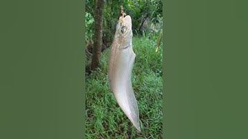 Cá thác lác đồng to