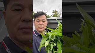 Toi nay minh phai xuong bep roi nhin rau muon tuoi nhu the nay da them#cuocsongmy