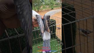 Fancy pigeon sale ✅️😍 Satin #pigeon Avilable #all #trending  #viral #pets #petsmarket #fancy #fyp