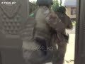 Сожжение флага в Сузаке — задержаны 19 и 16-летние приверженцы "Хизб ут-Тахрир