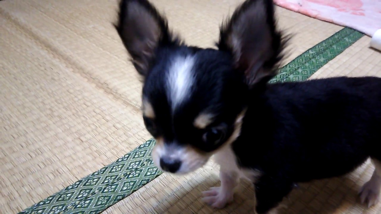 極小チワワの子犬が夜中でも元気いっぱい！飼い主は寝不足です YouTube