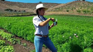 Nitrogen Quick Test Demonstration
