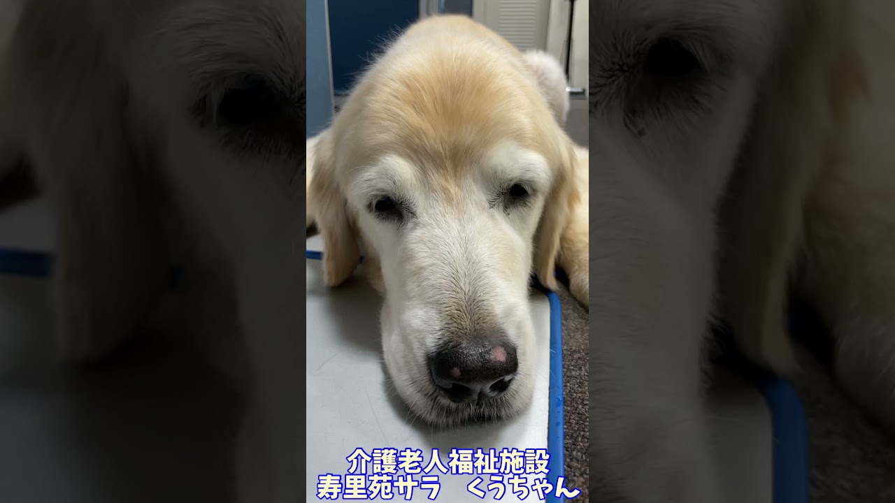 今日のくうちゃん ゴールデンレトリバー をアップで撮る 働く犬 動物 Animal Shorts Youtube