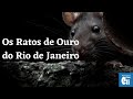 Rio&#39;s Golden Rats | Portuguese Listening Practice| Portuguese with Eli
