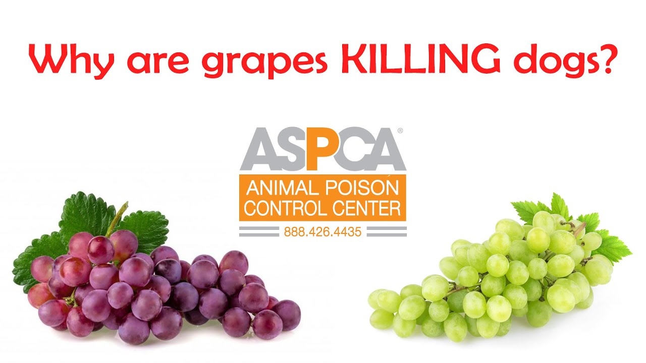 how many grapes can kill a dog