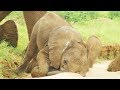 Baby Elephants are So Clumsy! | First Year on Earth | BBC Earth