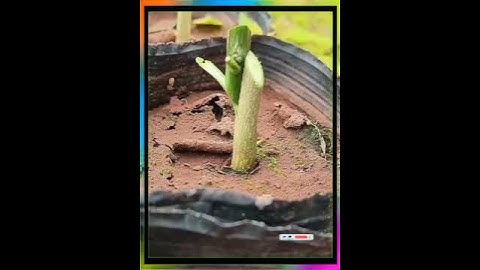 Công nghệ ghép cây ăn quả tiếp tục chia sẻ # công nghệ ghép cây ăn quả # hướng dẫn ghép cành # ghép