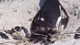 Penguin Laying an Egg /Boulder's Beach-Cape Town