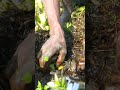 Fishing. Traditional village koi fishing #fish #fishtrap #shorts