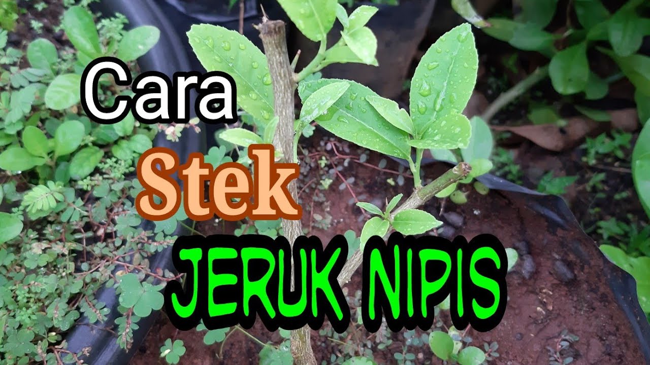 STEK JERUK NIPIS 