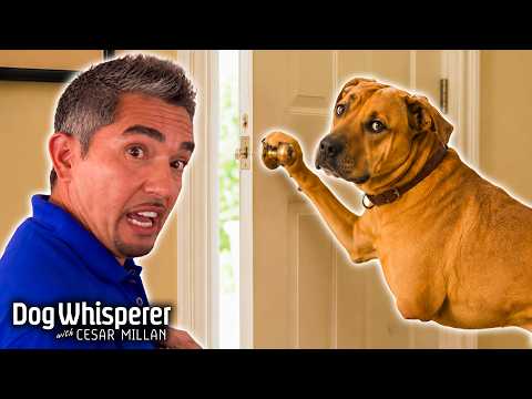 Three-Legged Dog Opens The Front Door & Escapes! | Dog Whisperer With Cesar Millan