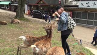 Hertjes Voeren In Nara