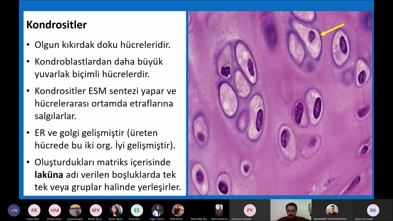 Histoloji - Kıkırdak Doku