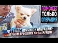 Одна мелочь стала причиной операции чихуахуа Брюли! Нет слов!