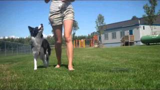 Attention While Walking  How to teach your dog to stay by your side