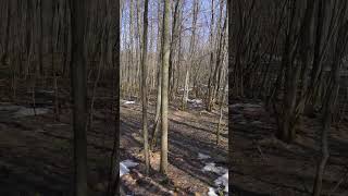 Enchanting Beauty of Nature - Spring Walk in the Forest- #short 6