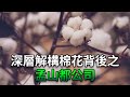 《一文》深層解構棉花背後之孟山都公司