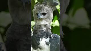 Celebrity “Battle of the Titans: Bald Eagle vs. Golden Eagle vs. Harpy Eagle! 🦅🔥 Net Worth