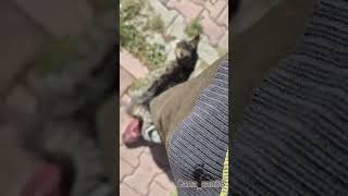 Nuriyenin Maceraları लल