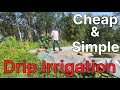Drip irrigation         with live demo  costs