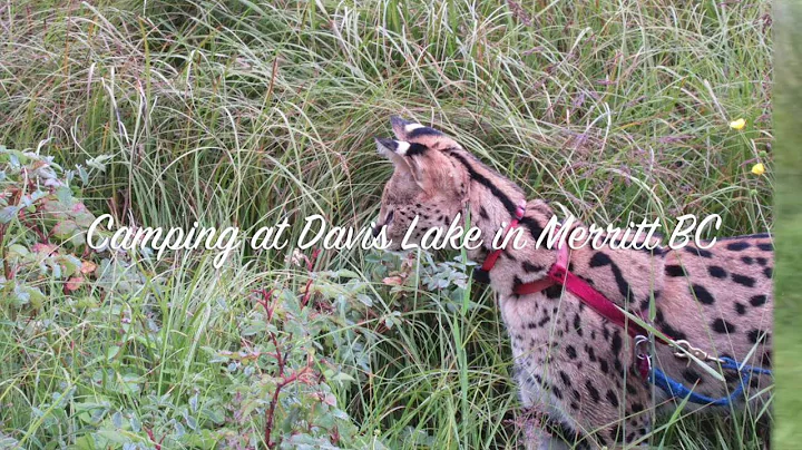 Watch the video about Duma Hunting