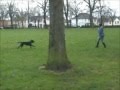 Recall training under distraction Recall training under distraction