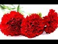 Как Просто Сделать Цветы Красная Гвоздика Своими Руками 🌸 поделки из бумажных салфеток цветы