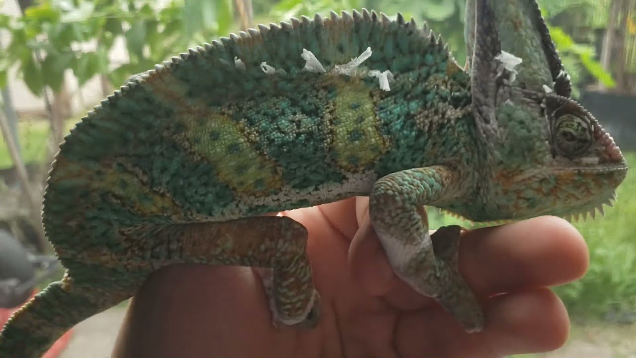 VEILED CHAMELEON Outside Climbing?? Closed Damaged Eye Rescue! YouTube