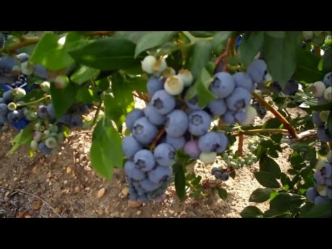 فيديو: العنب البري للمنطقة 4: زراعة التوت الأزرق في حدائق المنطقة 4