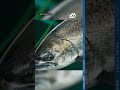 Chinook salmon fishing to reopen on key Northern California rivers after 3-year closure