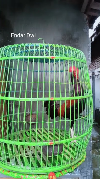 TAK KALAH!!! SUARA AYAM BEKISAR MUDA!!!