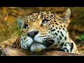 DIVERSIDAD EN PELIGRO  - Documental Naturaleza HD 1080p - Grandes Documentales