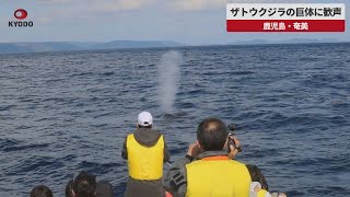 【速報】ザトウクジラの巨体に歓声 鹿児島・奄美