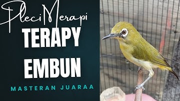 “Pleci Gacor Pol! Suara Bening Bikin Merinding 🔥” Viral! Pleci Mini Suara Super Gacor, Bikin Nagih”