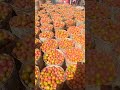 village market fresh tomatoe🍅 #nigerianfood #pepper #villagelife #people #world #youtubeshorts #duet