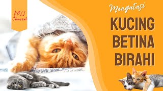 Cara Mengatasi Kucing Betina Birahi Agar Tidak Berisik