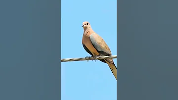 فاخته النخيل Laughing Dove 