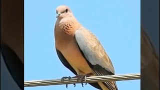 فاخته النخيل Laughing dove