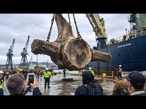 The Largest Megalodon Fossil Vanished for 40 Years - Now It's Back
