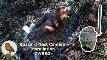 Buzzard Nest Camera Installation - Keen Ranger PT