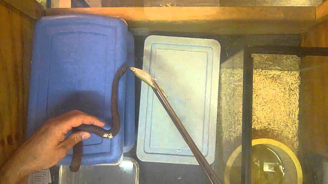 watershed fish-eating water snakes