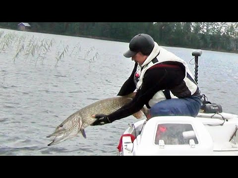 Wobblers for large pike. Wobblers for pike - selection principles.
