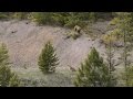 Bear vs mtn lion  crazy mountain lion encounter