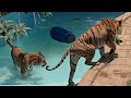 How to get tigers in the pool!