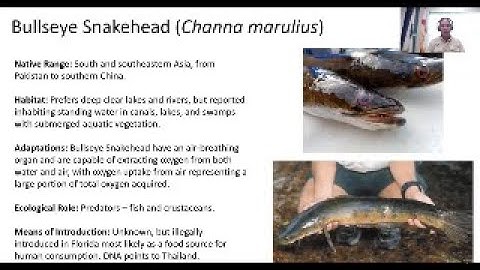 Invasive Species: Episode 05 – Invasive Fish and Other Aquatic Creatures